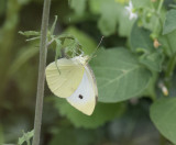 Pieris rapae