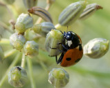 Coccinella septempunctata 