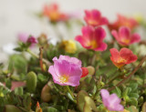 Portulaca grandiflora 