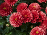 Chrysanthemum