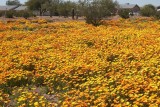  Apache Junction 