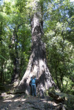 Big native trees