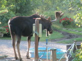 Another Moose in yard 