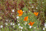 wildflowers