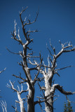 Tree skeletons