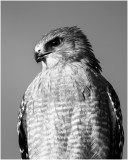 Red Shouldered Hawk