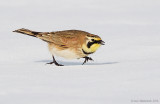 HornedLark37c1628.jpg