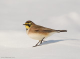 Horned Lark