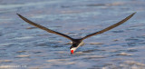 BlackSkimmer150c4347.jpg