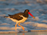 AmericanOystercatcher116c5324.jpg