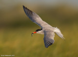 Common Tern