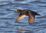 BlackScoter25c9262.jpg