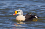 King Eider