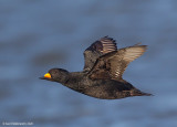 BlackScoter28c9140_1.jpg