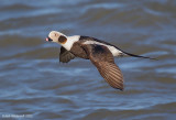 Long-tailed Duck