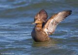 Common Eider