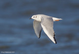 Bonaparte's Gull