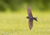 BarnSwallow13c0455.jpg