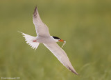 CommonTern146c1804.jpg