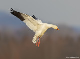 SnowGoose129c2311.jpg