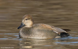 Gadwall02c4653.jpg