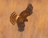 NorthernHarrier27c4925.jpg