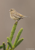 HouseFinch23c6523.jpg