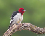 Red-headedWoodpecker19c6629.jpg