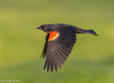 Red-wingedBlackbird73c1354.jpg