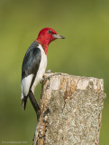 Red-headedWoodpecker31c1523.jpg