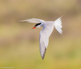 Common Tern