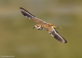 Killdeer06c3895.jpg