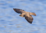 NorthernRough-wingedSwallow07c9943.jpg