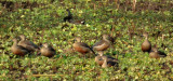 Whistling Ducks and coots