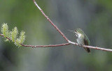  Calliope Hummingbird (second smallest bird in world)