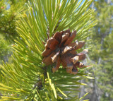  Lodgepole Pine cone 