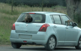  Rhesus Macaques hitching a ride 