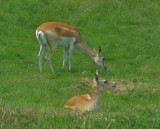  Blackbuck females 