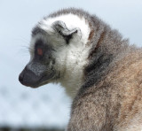  Ring Tailed Lemur 