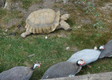  Spurred Tortoise and Helmeted Guineafowl
