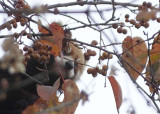  Red Panda 