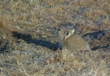  Black Lipped Pika  