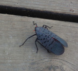  Black Spotted, Jumping Beetle 