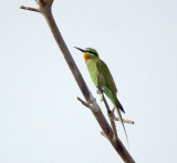  Blue Cheeked Bee Eater 