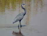  Western Reef Heron 