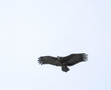 Hooded Vulture in flight 
