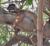  Red Colobus resting on branch 