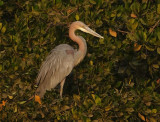  Goliath Heron 