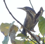  Dwarf Bittern (do not confuse with Squacco)