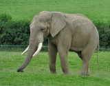   African Elephant 
